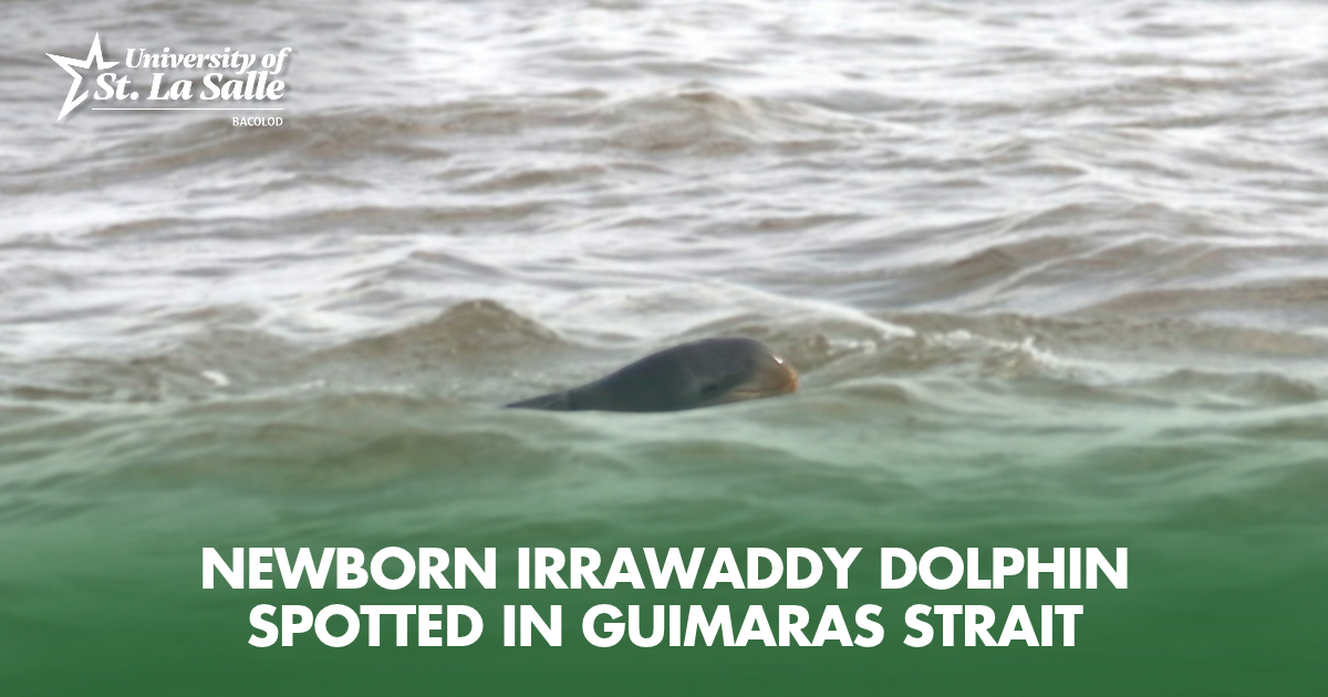 USLS Researchers Document Newborn Irrawaddy Dolphin in Guimaras Strait